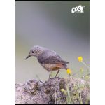 Füzet, tűzött, A4, vonalas, 80 lap, COOL BY VICTORIA "Birds"