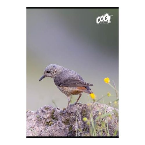 Füzet, tűzött, A4, vonalas, 80 lap, COOL BY VICTORIA "Birds"
