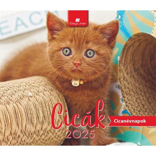 Naptár, asztali, álló, DAYLINER "Cicák"