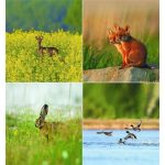 Naptár, fali, CSG "Vadász a Kárpát-medencében"