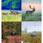 Naptár, fali, CSG "Vadász a Kárpát-medencében"