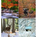 Naptár, fali, CSG "Erdeink világa"