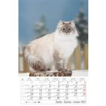 Naptár, fali, CSG, "Cicák"