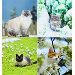 Naptár, fali, CSG, "Cicák"