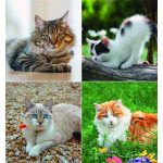 Naptár, fali, CSG, "Cicák"