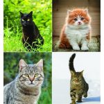 Naptár, fali, CSG, "Cicák"