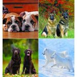 Naptár, fali, CSG "Kutyák"