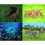 Naptár, fali, CSG, "Csodálatos bolygónk"