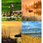 Naptár, fali, CSG, "Vizeink"