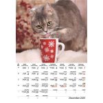 Naptár, fali, DAYLINER, "Cicák"