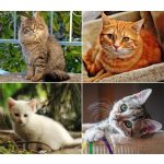 Naptár, fali, DAYLINER, "Cicák"