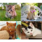 Naptár, fali, DAYLINER, "Cicák"