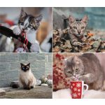 Naptár, fali, DAYLINER, "Cicák"