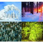 Naptár, fali, DAYLINER, "Forest"