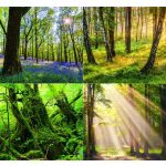 Naptár, fali, DAYLINER, "Forest"