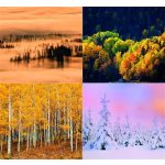 Naptár, fali, DAYLINER, "Forest"