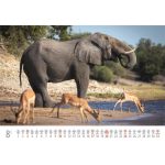 Naptár, fali, DAYLINER, "Foto&Natura"