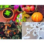 Naptár, fali, DAYLINER, "Kertészmester"