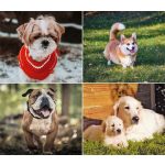 Naptár, fali, DAYLINER, "Kutyák"