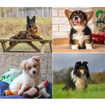 Naptár, fali, DAYLINER, "Kutyák"