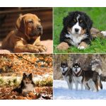 Naptár, fali, DAYLINER, "Kutyák"