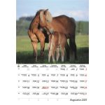 Naptár, fali, DAYLINER, "Lovak"