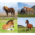 Naptár, fali, DAYLINER, "Lovak"