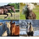 Naptár, fali, DAYLINER, "Lovak"