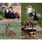 Naptár, fali, DAYLINER, "Vadászat"