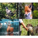 Naptár, fali, DAYLINER, "Vadászat"