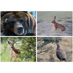 Naptár, fali, DAYLINER, "Vadászat"