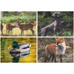 Naptár, fali, DAYLINER, "Vadászat"