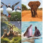 Naptár, fali, TOPTIMER "Vadállatok"