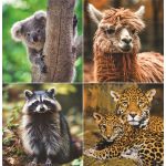 Naptár, fali, TOPTIMER "Vadállatok"