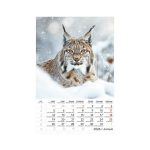 Naptár, fali, TOPTIMER "Vadállatok"