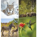 Naptár, fali, TOPTIMER "Vadállatok"