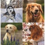 Naptár, fali, TOPTIMER "Kutyák"