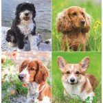 Naptár, fali, TOPTIMER "Kutyák"