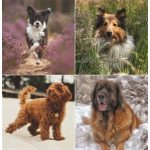 Naptár, fali, TOPTIMER "Kutyák"