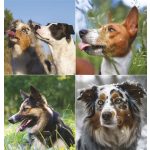 Naptár, fali, TOPTIMER "Kutyák"