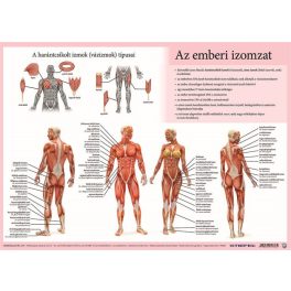   Könyökalátét, kétoldalas, A3, STIEFEL "Az emberi vázizomzat / érzékszervek"