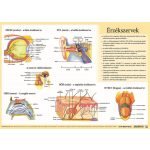 Könyökalátét, kétoldalas, A3, STIEFEL "Az emberi vázizomzat / érzékszervek"