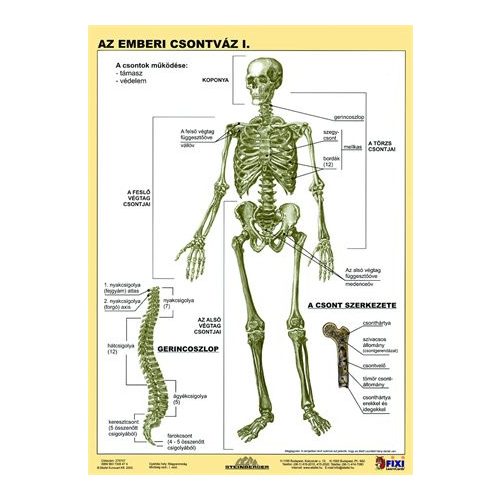 Tanulói munkalap, A4, STIEFEL "Az emberi csontváz"