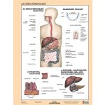 Tanulói munkalap, A4,  STIEFEL "Az emésztőrendszer"