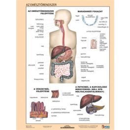   Tanulói munkalap, A4,  STIEFEL "Az emésztőrendszer"