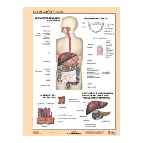 Tanulói munkalap, A4,  STIEFEL "Az emésztőrendszer"