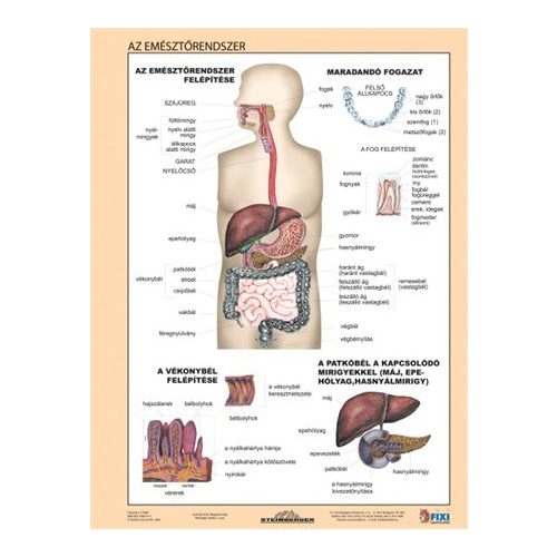 Tanulói munkalap, A4,  STIEFEL "Az emésztőrendszer"