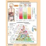 Tanulói munkalap, A4,  STIEFEL "Az emésztőrendszer"