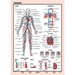 Tanulói munkalap, A4,  STIEFEL "Vérkeringés"