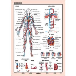 Tanulói munkalap, A4,  STIEFEL "Vérkeringés"